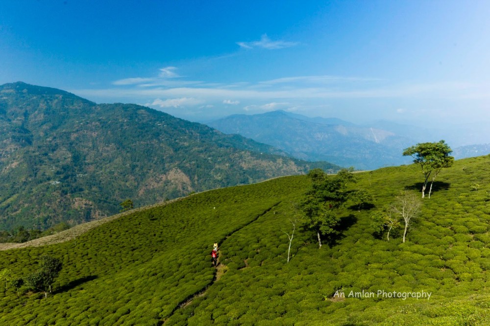 a1ed8-peshok2btea2bgarden